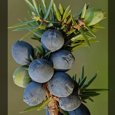 Chale Zimbro, Serra Da Estrela, Chalé