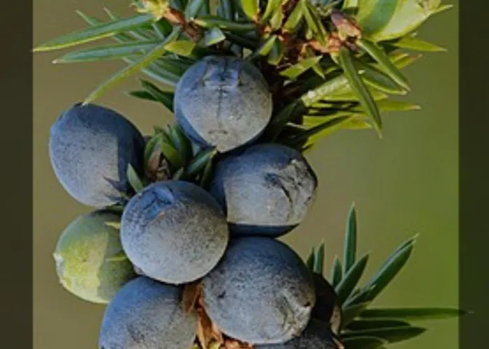 Chale Zimbro, Serra Da Estrela, Chalet